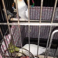 عروس هلندی مولد|پرنده|فرخ‌شهر, |دیوار