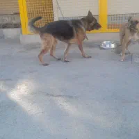 سگ ژرمن اصل حرف گوش کن  مهربان|سگ|خسروشاه, |دیوار