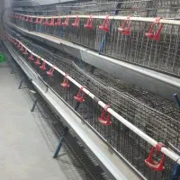 قفس مرغ تخمگذار 500 عددی