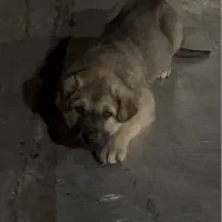 واگذاری سگ پژدر