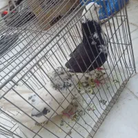 فروش دو عدد کفتر