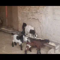 بره نر وماده گوسفند بز|حیوانات مزرعه|کرخه, |دیوار