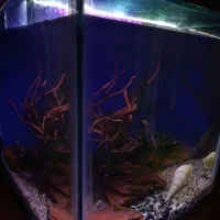 آکواریوم شیشه ۶ میل با تمامی وسایل