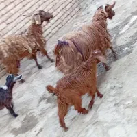 دو عدد بز داشتی زائده شیر دار فروشی