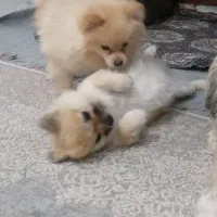 واگذاری پامر