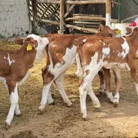 سیمینتال ۱۰۰کیلو الی ۳۰۰کیلو بفروش میرسد|حیوانات مزرعه|قم, جوی شور|دیوار