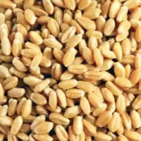 گندم پیشگام ابی دست اول
