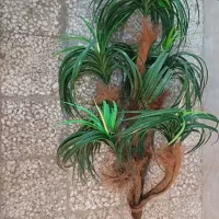 گل درخت نخل|گل مصنوعی|ارومیه, |دیوار