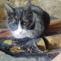 واگذاری گربه نجیب و حرف گوش کن