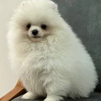 سگ پامر خرسی بوفیس|سگ|اصفهان, پوریای ولی|دیوار