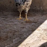 مرغ و خروس گلین