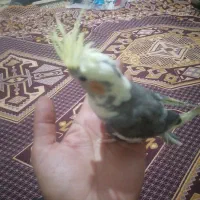 یک جفت عروس هلندی|پرنده|بیجار, |دیوار