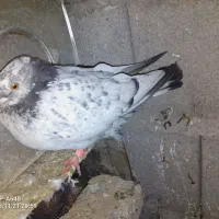 10 تا کفتر 2 میل یون|پرنده|سیلوانه, |دیوار