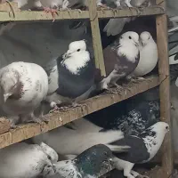 کفتر تهرانی|پرنده|بهارستان, |دیوار