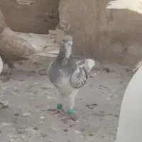 شهری یال|پرنده|خرمشهر, |دیوار