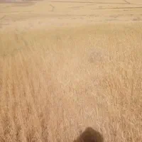 فروش پراید