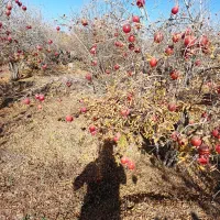 انار آبدار ودانه قرمز|خوردنی و آشامیدنی|سبزوار, باهنر|دیوار