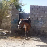 اسب