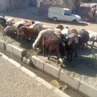 میش داشتی ابستن|حیوانات مزرعه|باوله, |دیوار