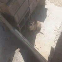 پاکوتا|سگ|شهرکرد, |دیوار