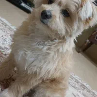 سگ دورگه اشپیتز پامر|سگ|لنجان, |دیوار