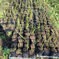 پالم واشنگتن|گل و گیاه طبیعی|رودسر, |دیوار