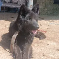 ماده ژرمن بلک فعل آماده