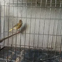 با سلام یک دانه قناری نر سبز نیمه مست