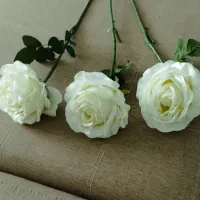 گل رز بزرگ