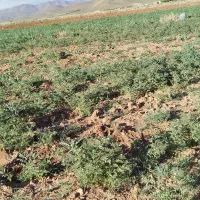 نخود|خوردنی و آشامیدنی|تهران, آرژانتین|دیوار