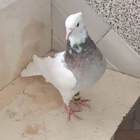 کفتر|پرنده|لردگان, |دیوار