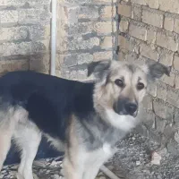 نر ژرمن سراب معاوضه با پرنده زینتی