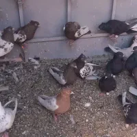 کبوتربهبهانی|پرنده|مرودشت, کوشک|دیوار