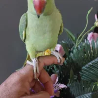 طوطی ملنگو دستی|پرنده|اهواز, زندوکیلی|دیوار