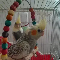 عروس هلندی سالم وسرحال  دونه ای ۹۰۰