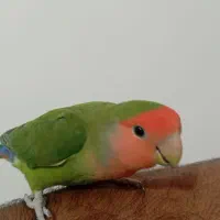 کوتوله برزیلی|پرنده|شیراز, رکن‌آباد|دیوار