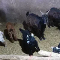 بز بزغاله چپیش