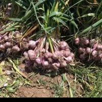 سرکارگرهستم نیاز به کارگردارم