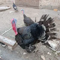 بوقلمون
