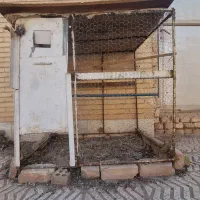 کفتر طوقی|پرنده|زارچ, |دیوار