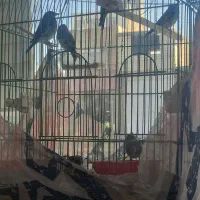 سهره نر  درجه یک کرمانی و دورگ ۱۳۰۰