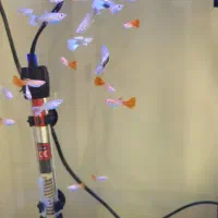 ماهی گوپی ۳ ماهه به بالا|ماهی|تهران, تهرانپارس غربی|دیوار