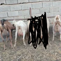 بز شیری سانن آلپاین