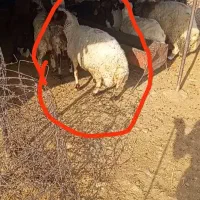 گوسفند چاق میش چاق