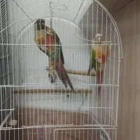 جفت گرینچیک|پرنده|بهارستان, |دیوار