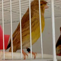 قناری گلاستر|پرنده|مشهد, هفده شهریور|دیوار