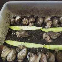 حلزون خوب ودرشت  دونه ای 5000  مفت