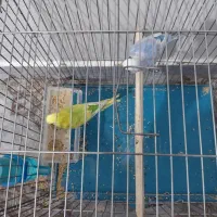 مرغ عشق|پرنده|بندر کنگان, |دیوار