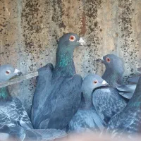 کفتر زیل و مگسی کبوتر|پرنده|بوئین زهرا, |دیوار