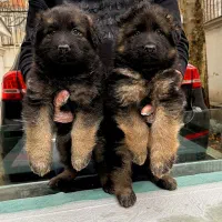 ژرمن شپرد شولاین|سگ|تهران, زعفرانیه|دیوار